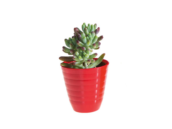 Mini Succulents And Cacti Lidl Great Britain Specials Archive