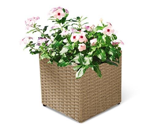 Belavi Cube Rattan Planter Aldi Us Specials Archive