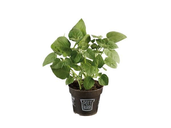 Physalis Plant In Pot Lidl Great Britain Specials Archive