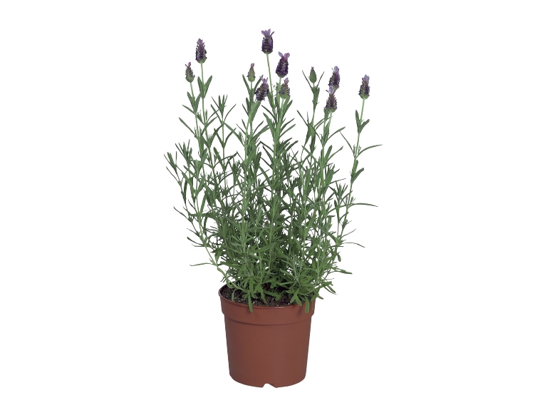 Lavender In Zinc Pot Lidl Great Britain Specials Archive