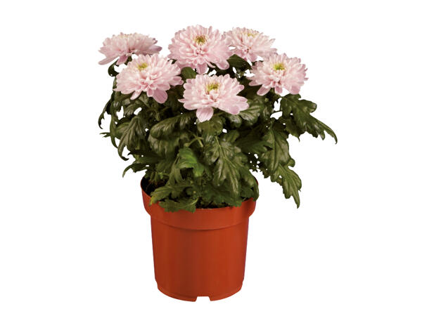 Speciality Chrysanthemum Mix