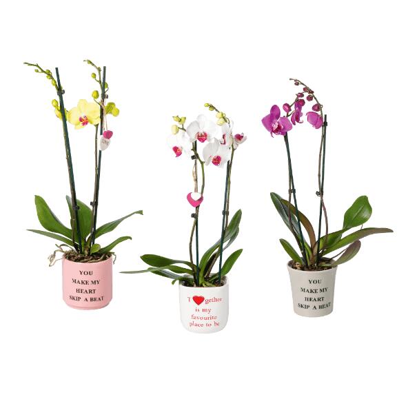 Orchidée de la Saint-Valentin