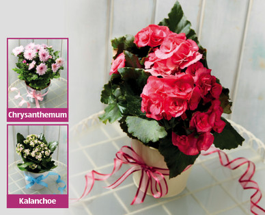 Gift Wrapped Plants
