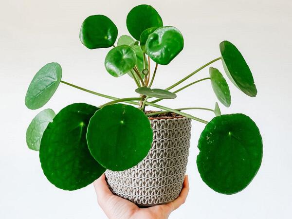Kinesisk pengeplante