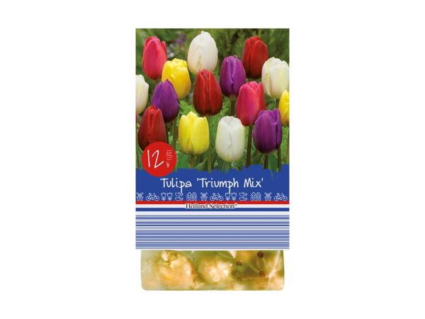 Spring Flowering Bulbs