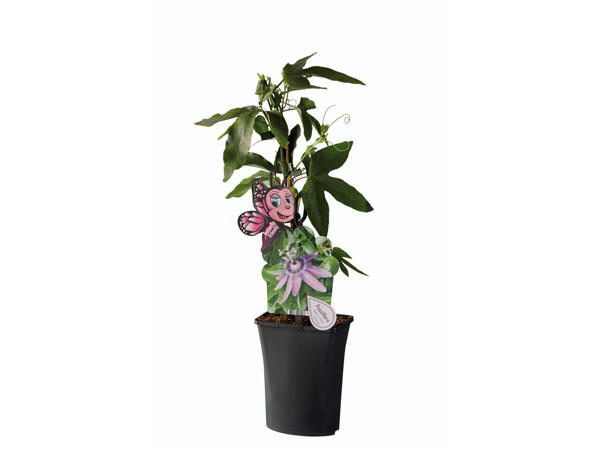Passiflore