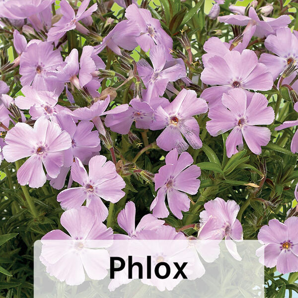 Bodendecker Phlox / Nelke