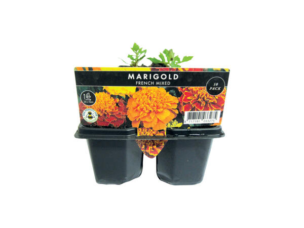 Bedding Plants 10 Pack