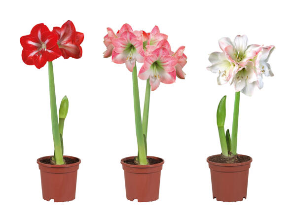 Amaryllis 2 tiges