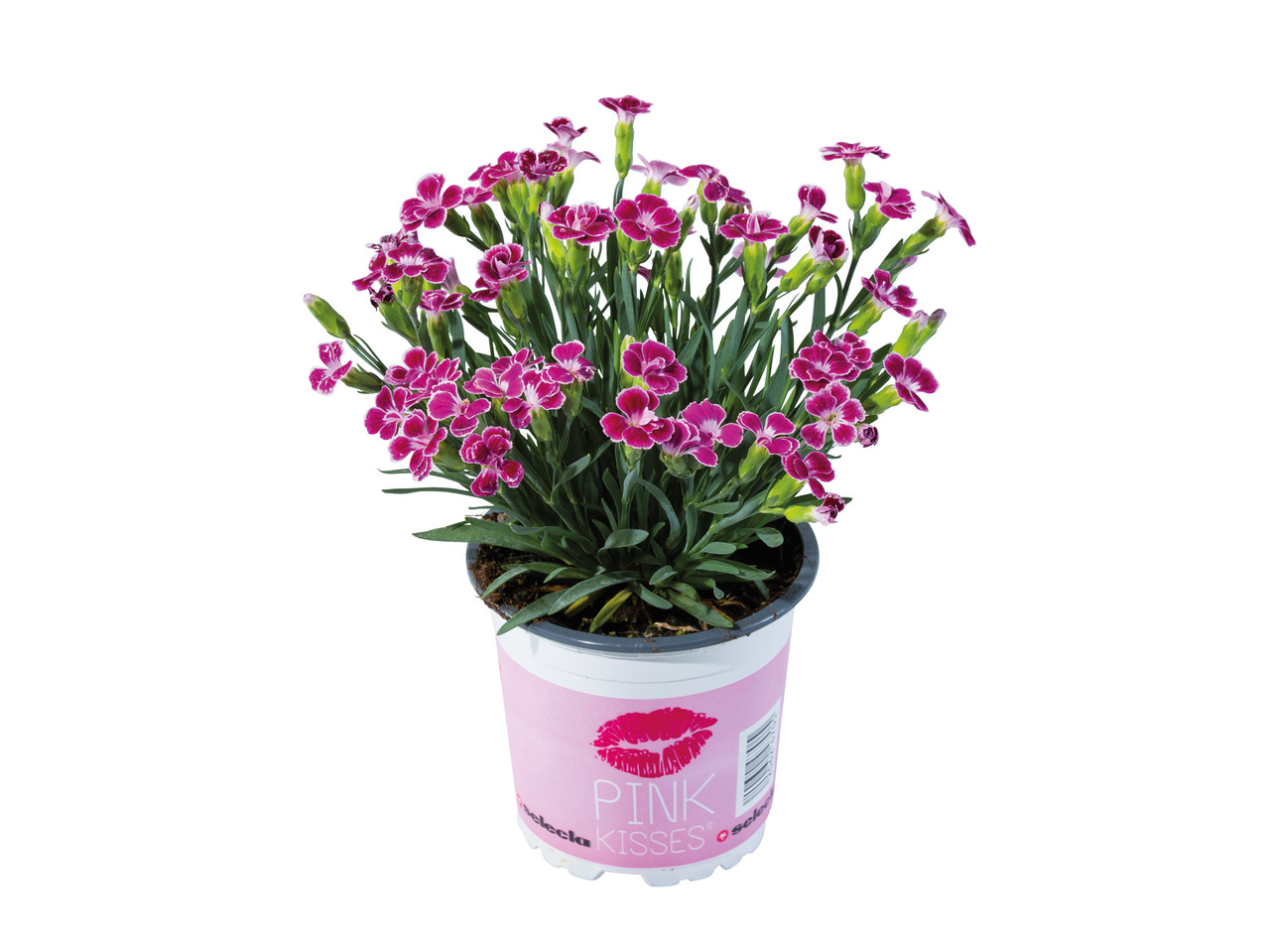 Dianthus1