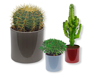 Assortiment de cactus