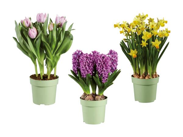 Bulbes de fleur Flower Power