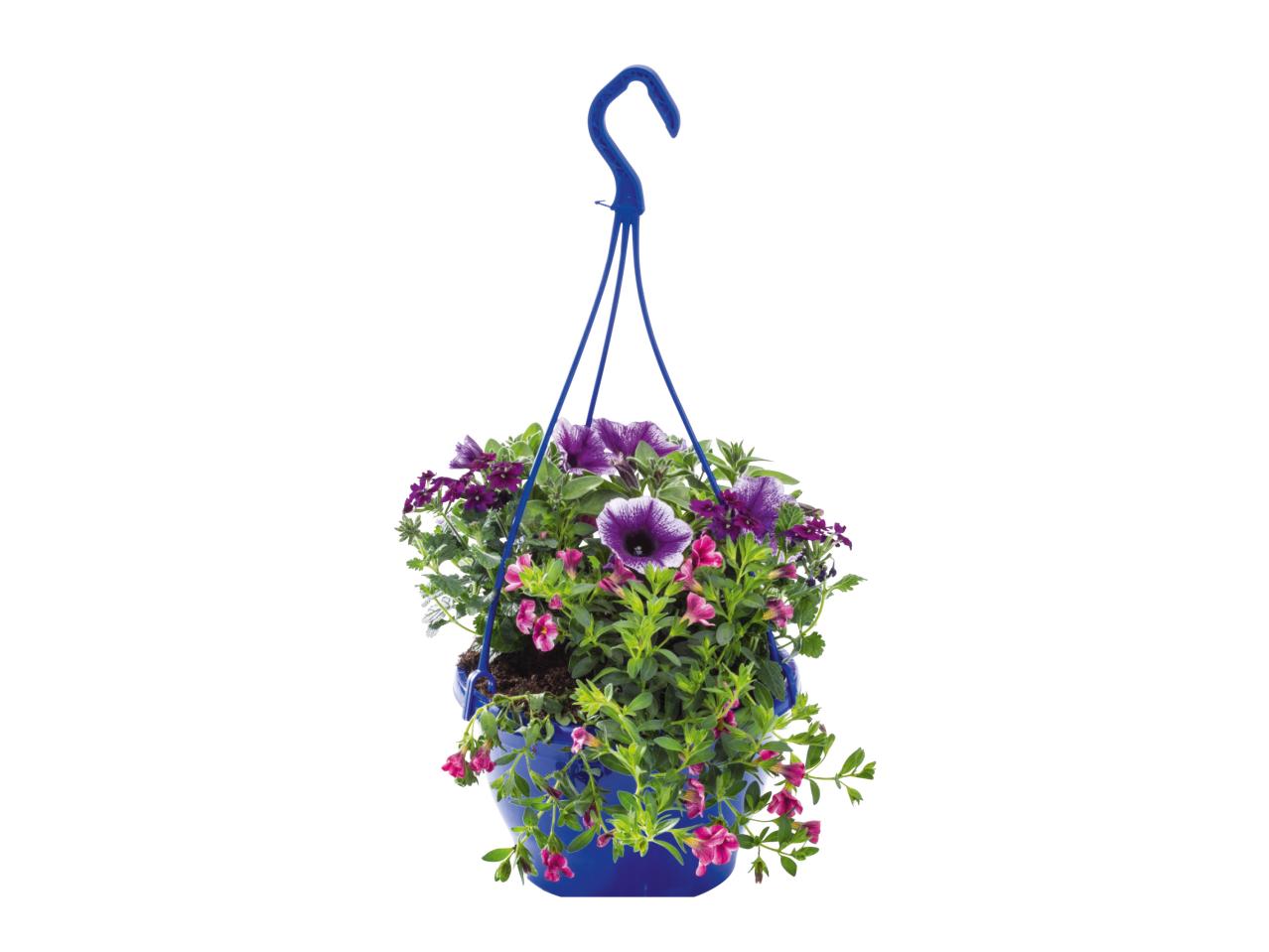 Hangplanten voor buiten