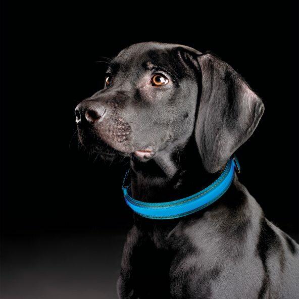 LED-hundehalsbånd