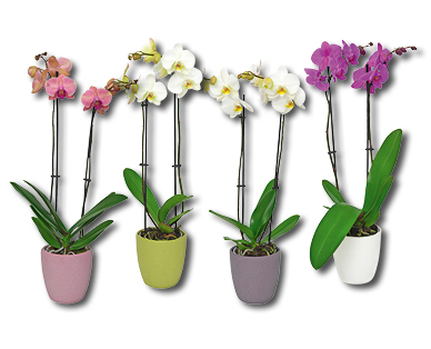 Orchidée