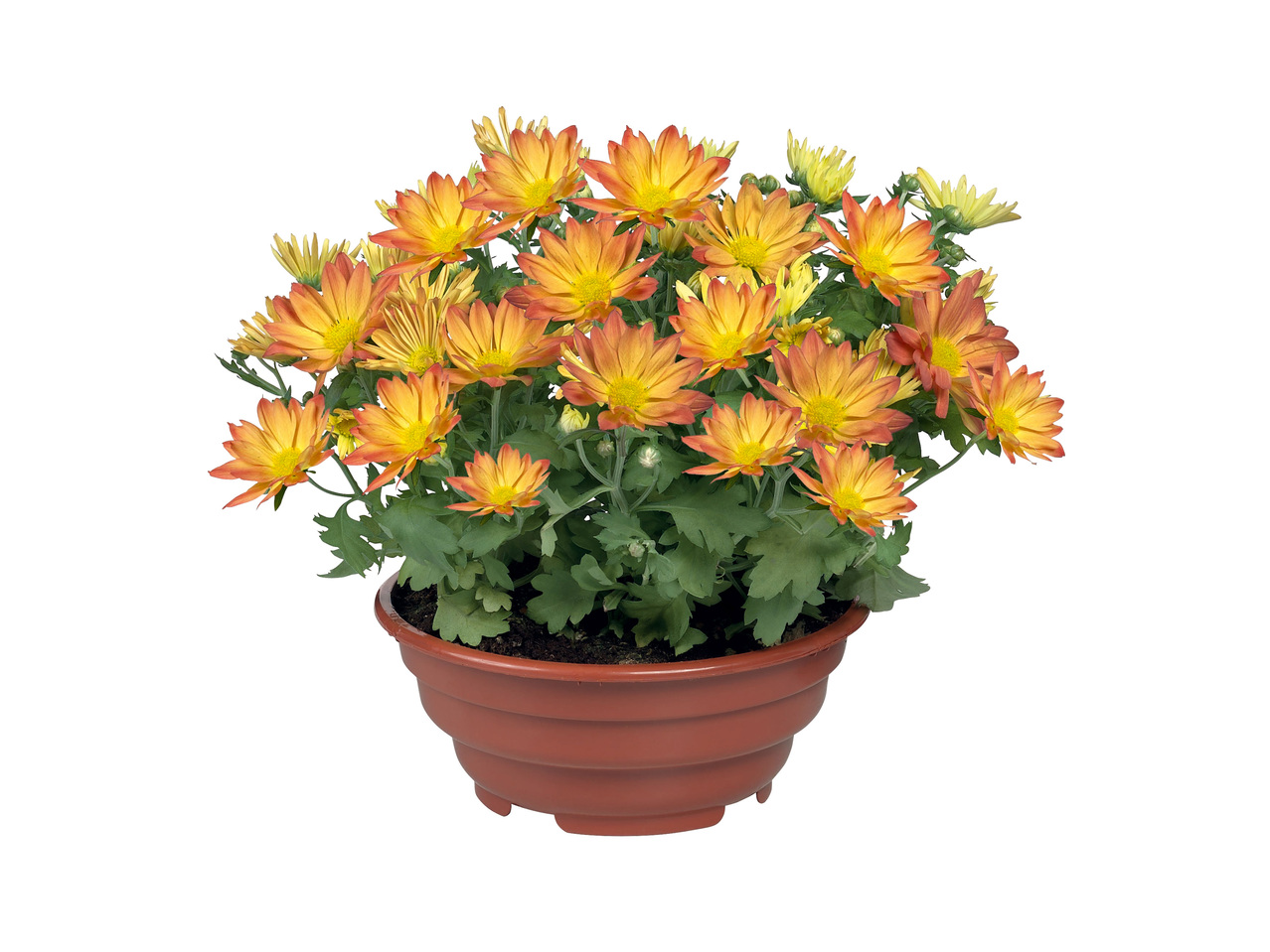 Chrysanthème en pot
