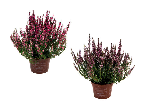 Calluna lyng