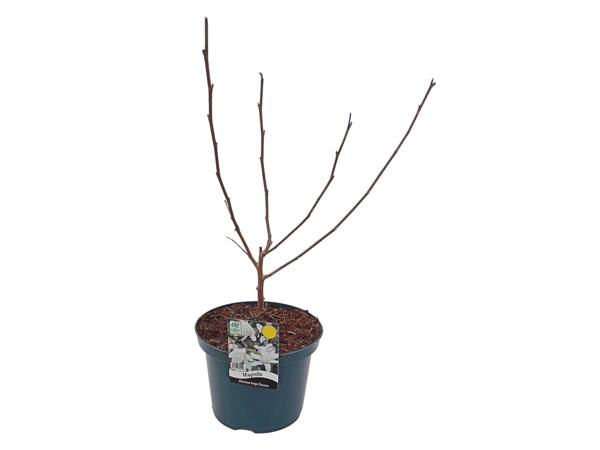 Extra Large Magnolia