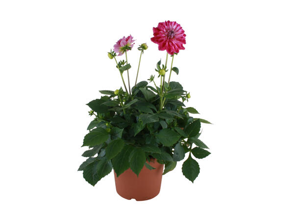 Stor Dahlia