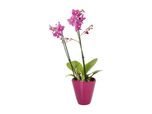 Phalaenopsis
