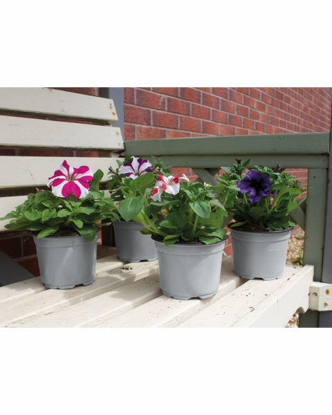 Classic Mixed Bedding Plants