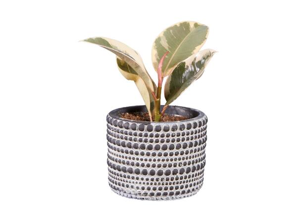 Grøn plante i keramik