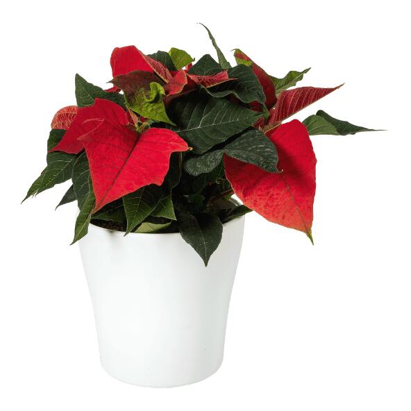 Kerstster