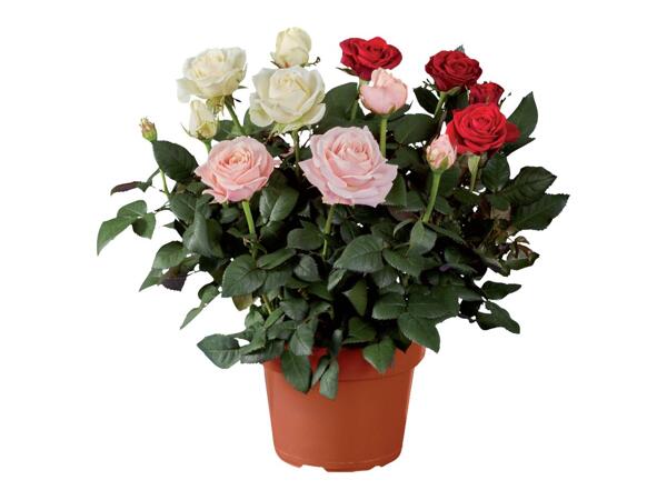 Roses