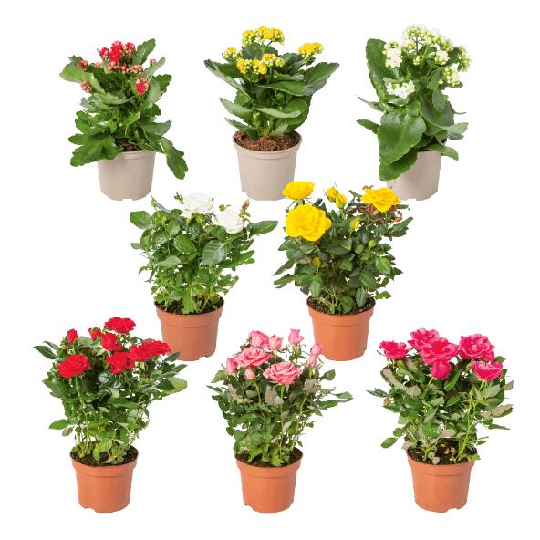 Kalanchoé ou rosier