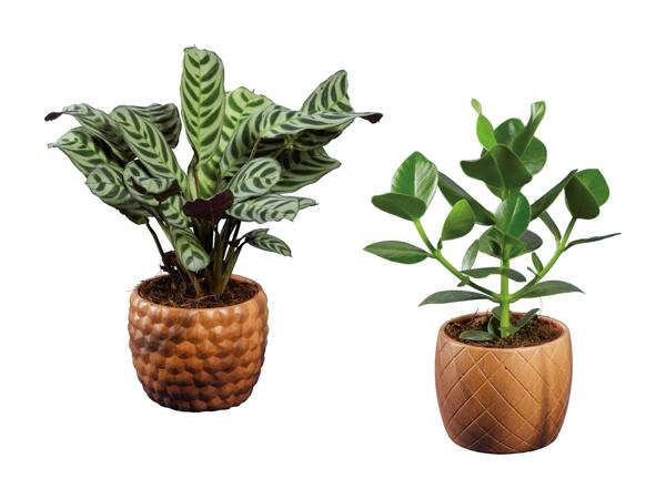 Grøn plante i skjuler