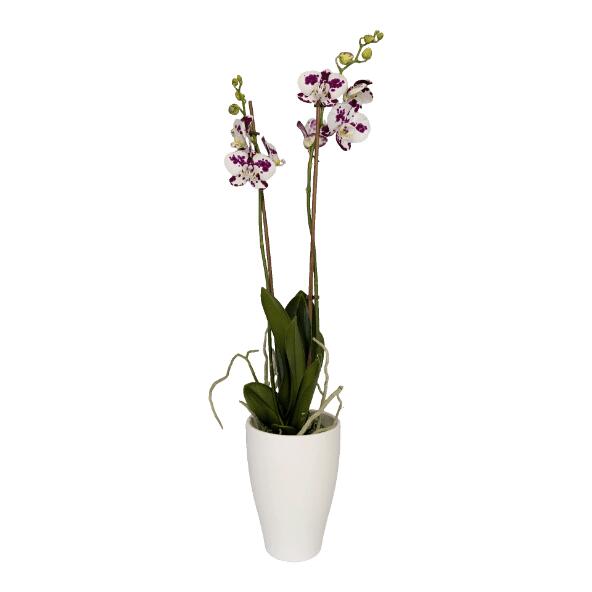 Valentins-Orchidee