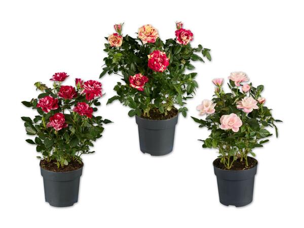 Exklusive Topfrose