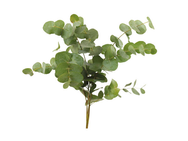 Eukalyptus