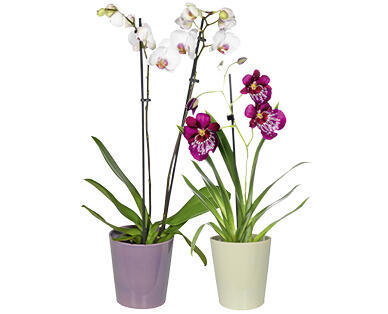 ORCHIDÉE