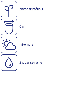 Plante carnivore