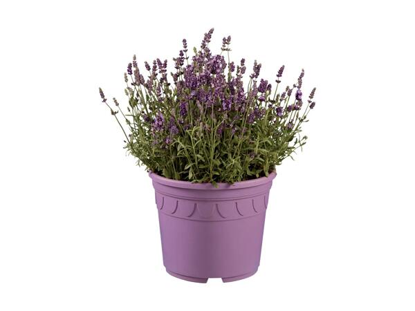 Large Lavender