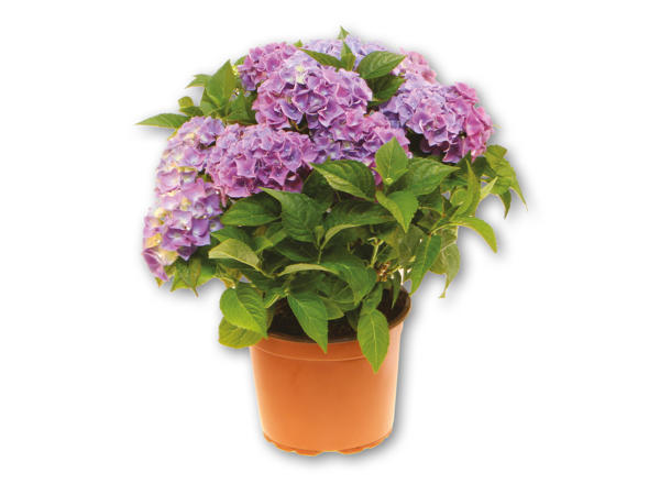 Danske havehortensia