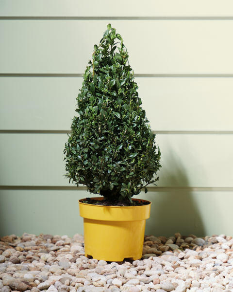 Buxus Pyramid