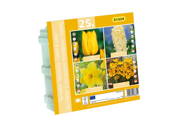 Assortiment de bulbes à fleurs sélectionnés