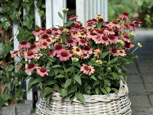 Solhat Echinacea