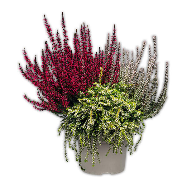 Calluna vulgaris Trio Girls Special