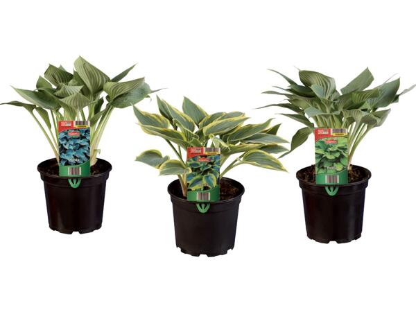 Garden plants