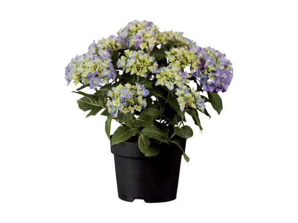 Havehortensia