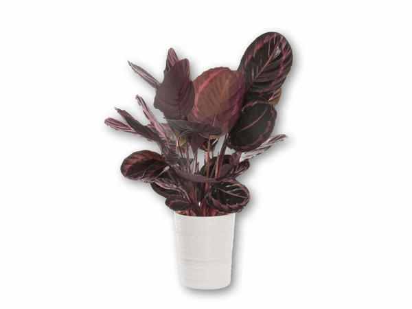 Stor Calathea i keramik