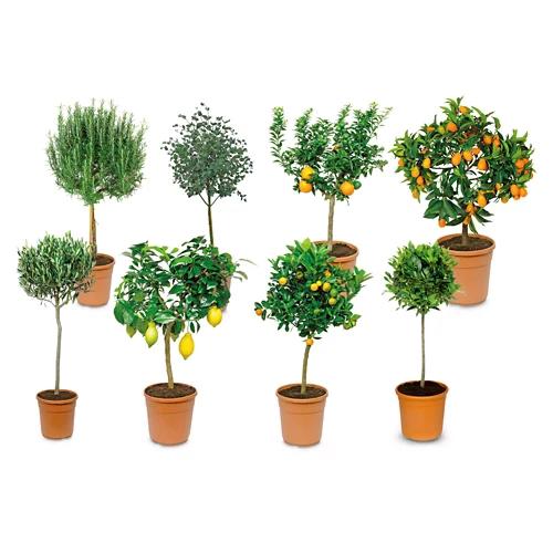 Mediterranes Stämmchen*