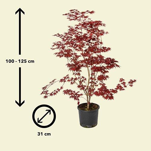 Érable en éventail à feuilles rouges C 15, 100 - 125 cm