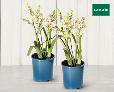 ORNITHOGALUM WHITE PRINCESS 140MM