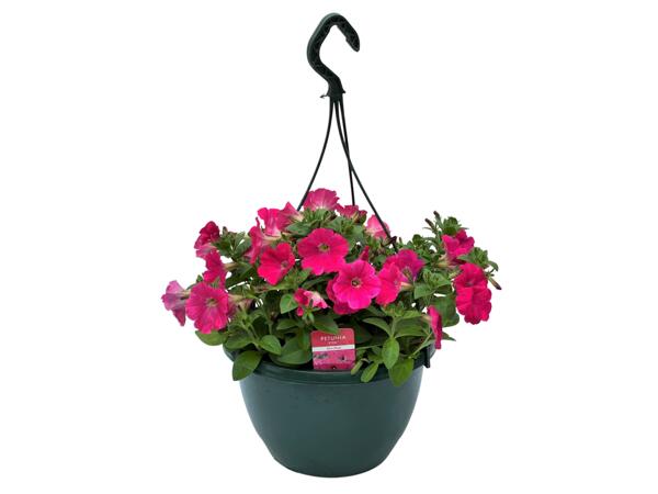 Flowering Hanging Baskets