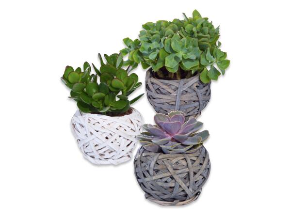 Succulents