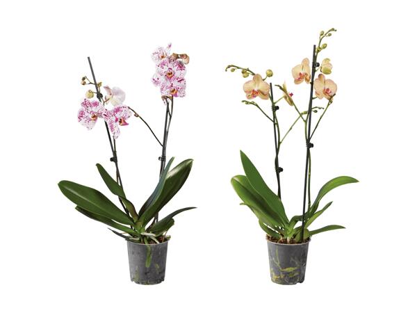 Phalaenopsis 2-Stieler